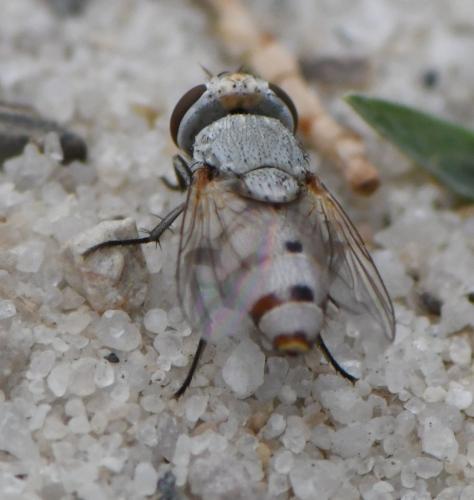 Craticulina sp.